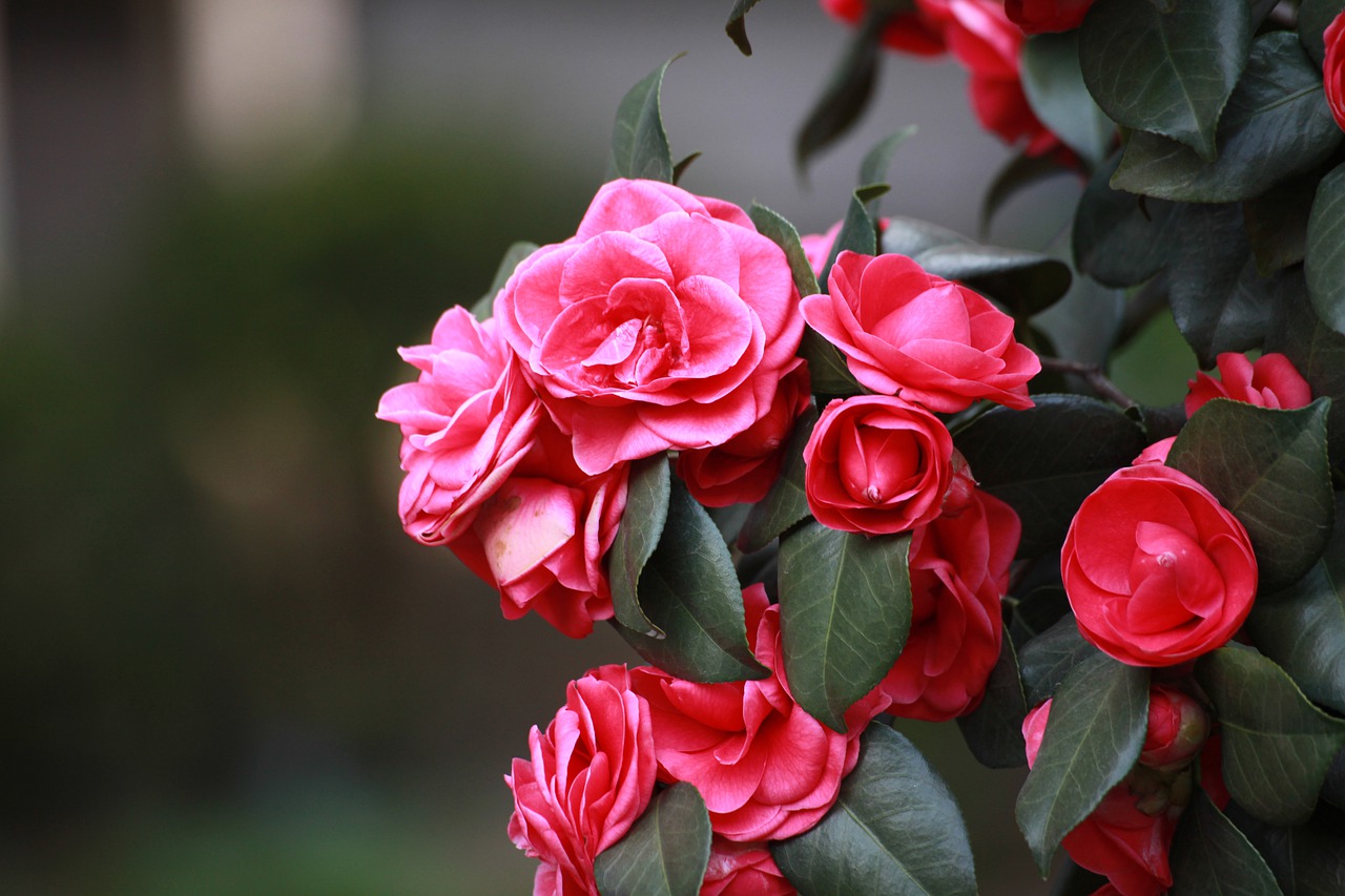 camélias fleurs