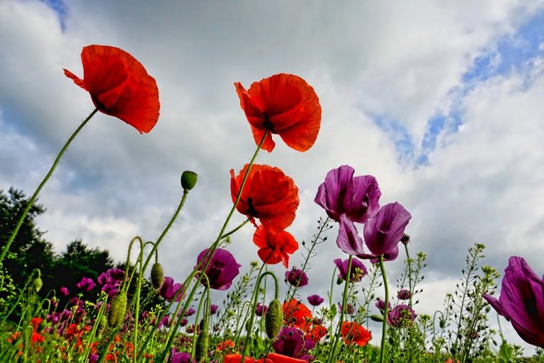 Lire la suite à propos de l’article Plantes: envie de beauté et de couleurs florales dans votre jardin?