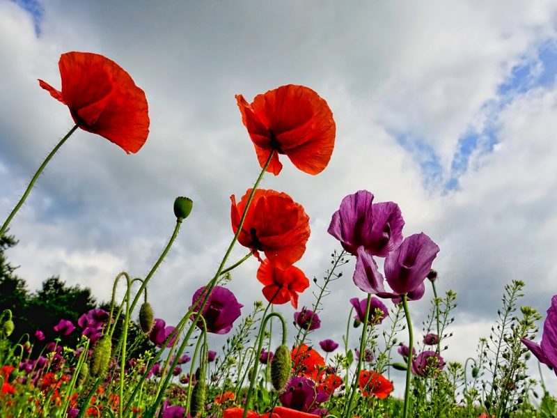 Plantes: envie de beauté et de couleurs florales dans votre jardin?
