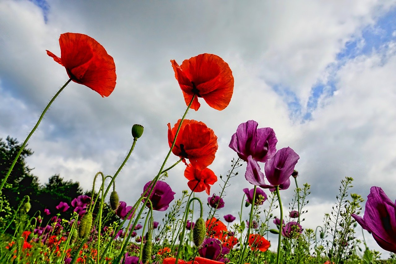 You are currently viewing Plantes: envie de beauté et de couleurs florales dans votre jardin?