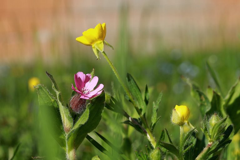 Lire la suite à propos de l’article Il faut aimer les fleurs pour les entretenir