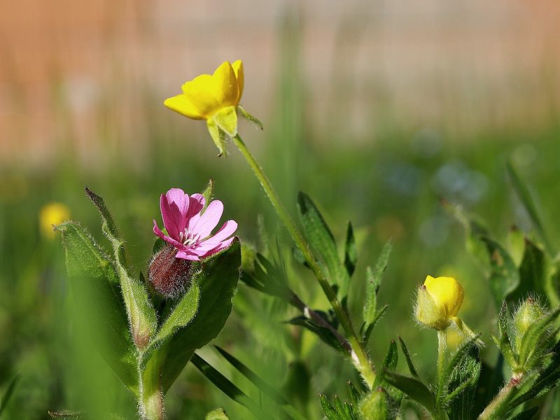 Il faut aimer les fleurs pour les entretenir