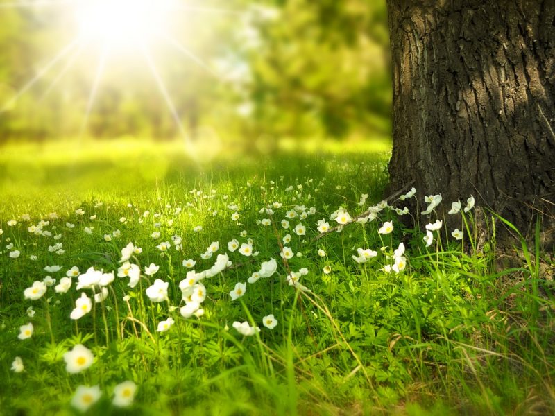 Un tableau floral bien exposé durant toute l’année