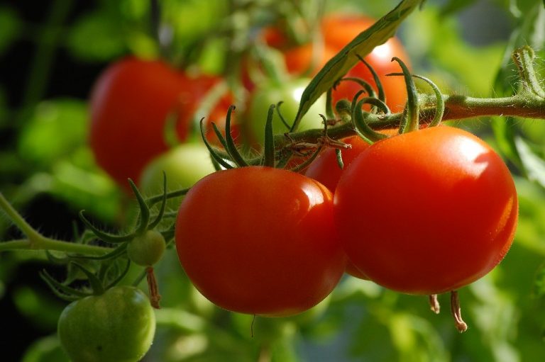 Lire la suite à propos de l’article Avoir un potager chez soi, quels légumes planter?