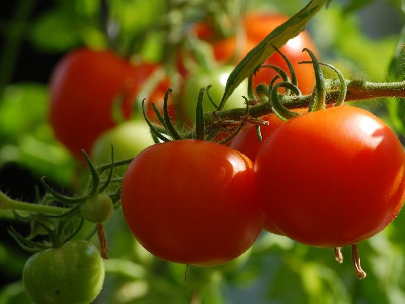 Avoir un potager chez soi, quels légumes planter?