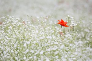 Lire la suite à propos de l’article Assurer un bon entretien pour son jardin