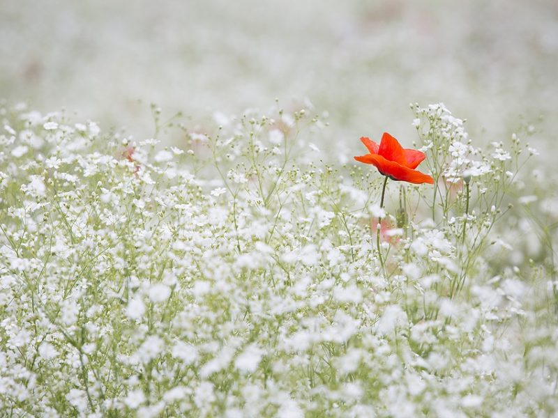 Assurer un bon entretien pour son jardin