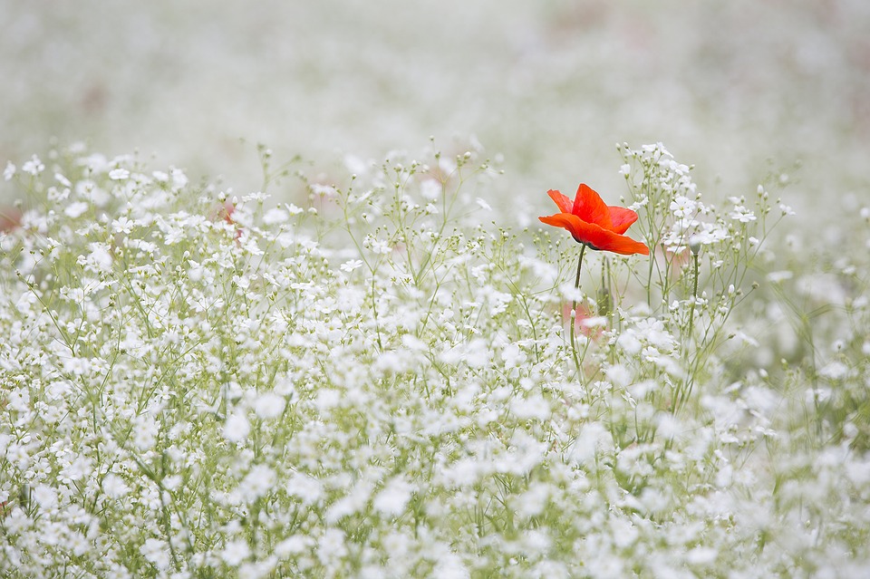 You are currently viewing Assurer un bon entretien pour son jardin