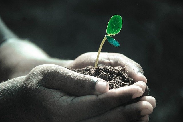 Lire la suite à propos de l’article Comment mieux s’occuper de ses plantes en mois d’août ?