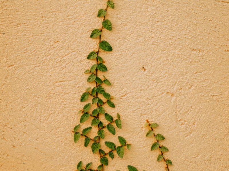 A la decouverte des plantes grimpantes