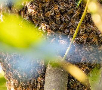 Comment se debarrasser efficacement des nids-d’abeilles ?