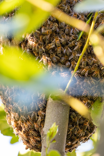 Comment se debarrasser efficacement des nids-d’abeilles ?