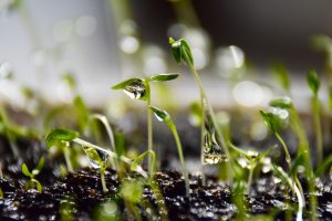 Lire la suite à propos de l’article Utiliser l’eau d’un puits a buse pour arroser son jardin