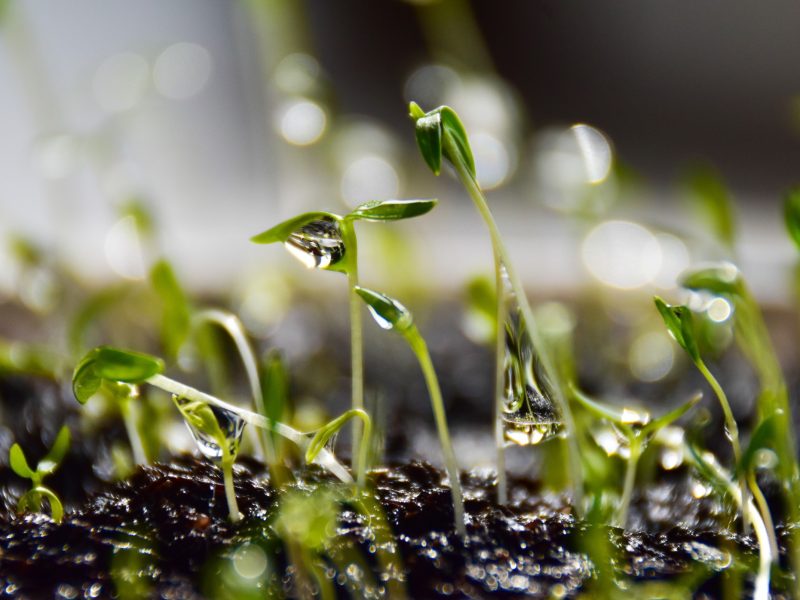 Utiliser l’eau d’un puits a buse pour arroser son jardin