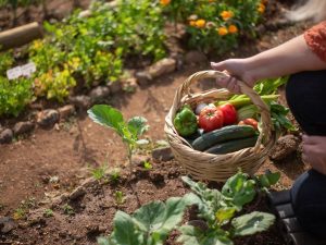 Lire la suite à propos de l’article Cultiver ses propres legumes : guide pour son premier potager maison