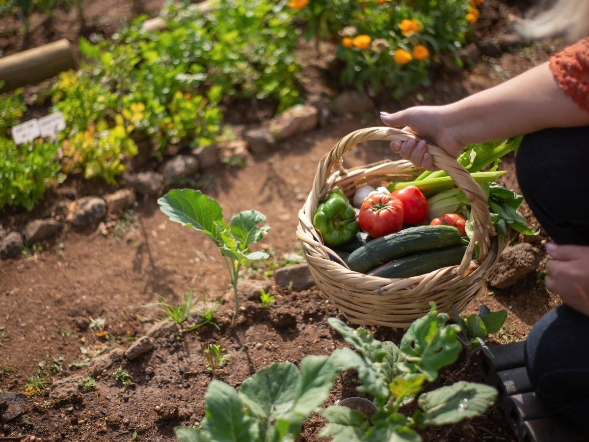 You are currently viewing Cultiver ses propres legumes : guide pour son premier potager maison