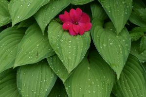 Lire la suite à propos de l’article Quelles plantes placer dans la salle de bain ?