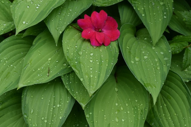 You are currently viewing Quelles plantes placer dans la salle de bain ?