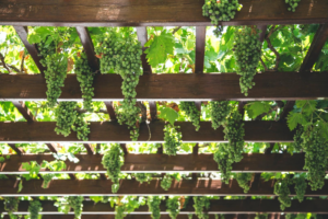 Lire la suite à propos de l’article Les avantages d’une pergola bioclimatique economique pour votre jardin