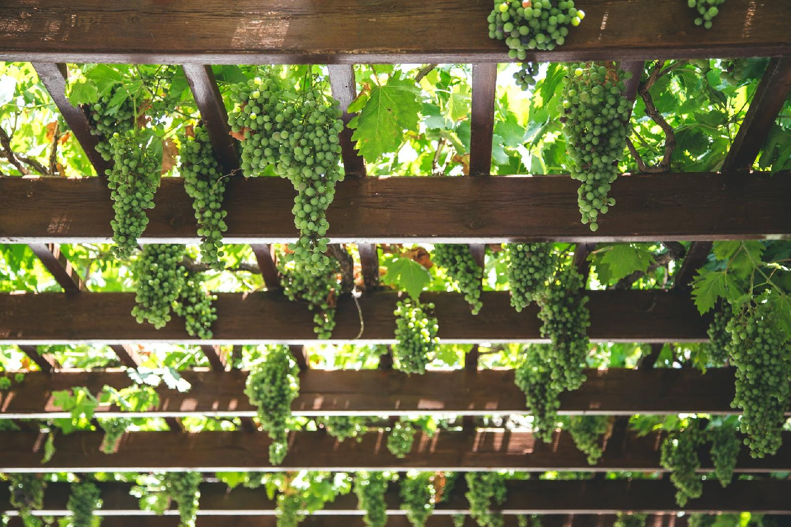 You are currently viewing Les avantages d’une pergola bioclimatique economique pour votre jardin